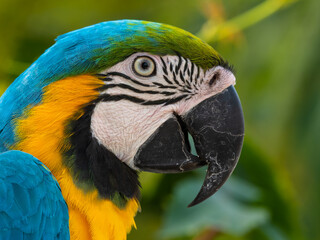 Blue and Yellow Macaw Close Up Side Profile