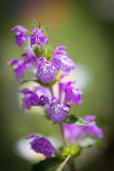 violet flower in my garden