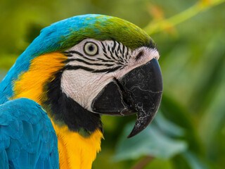 Blue and Yellow Macaw Close Up Side Profile