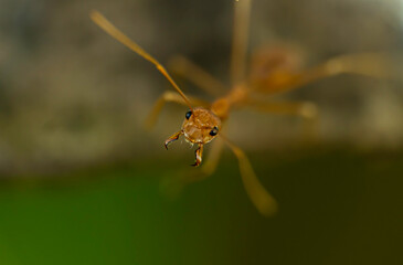 Ant head macro