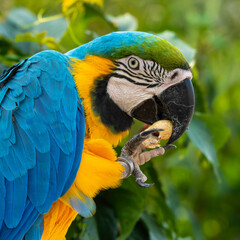 Blue and Yellow Macaw Feeding on a Monkey Nut