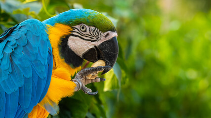 Blue and Yellow Macaw Feeding on a Monkey Nut