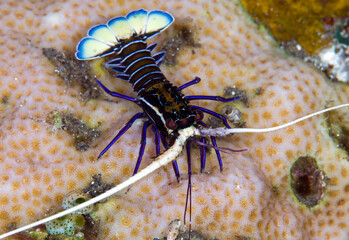 Painted Spiny Lobster juvenile - Panulirus versicolor in coral reefs. Underwater world of Indonesia.