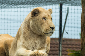 Majestic White Lion Resting on a Wooden Platform