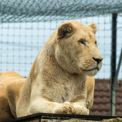 Majestic White Lion Resting on a Wooden Platform