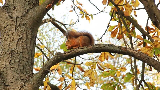 The squirrel eats a nut on a tree. Squirrel and autumn park