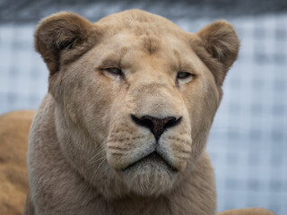 Fototapeta na wymiar Majestic White Lion Close Up Portrait