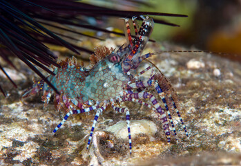 Green Marbled Shrimp in a coral reef. Macro underwater world of Tulamben, Bali, Indonesia.	