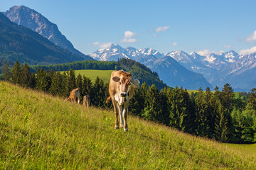 Kuh - Allgäu - Sommer - Berge - Alpen