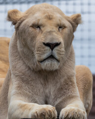 Obraz na płótnie Canvas Majestic White Lion Close Up Portrait