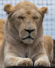 Fototapeta na wymiar Majestic White Lion Close Up Portrait