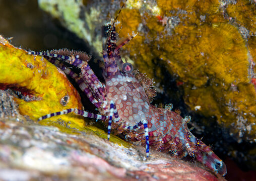 Red Marbled Shrimp in a coral reef. Macro underwater world of Tulamben, Bali, Indonesia.