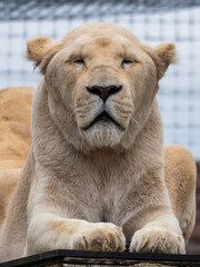 Obraz na płótnie Canvas Majestic White Lion Close Up Portrait