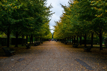 Photo of a autumn forest without people. Full of trees of different colours, yellow, green, orange. October weather, cozy inspiration. Leaves falling