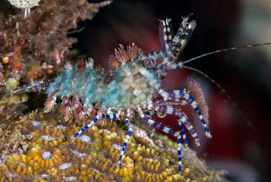 Green Marbled Shrimp in a coral reef. Macro underwater world of Tulamben, Bali, Indonesia.
