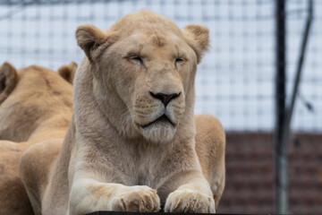 Majestic White Lion Close Up Portrait