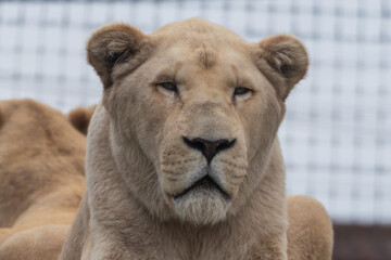 Majestic White Lion Close Up Portrait