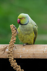 Alexandrine Parakeet Sat on a Perch Feeding on Millet