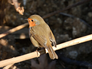  European robin (Erithacus rubecula)