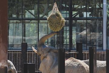 Elephant grabbing grass