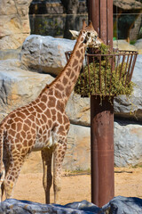 giraffe eating grass