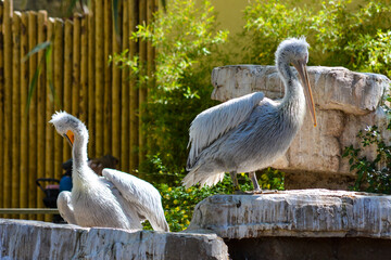 pelicans on a rock