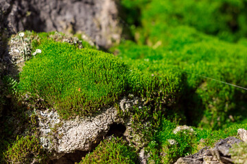 moss, photographed close-up, in the forest in natural light