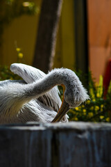 close up of a pelican