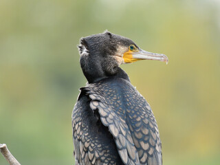 Great cormorant (Phalacrocorax carbo)
