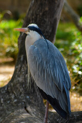 great blue heron