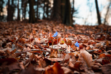 autumn in the forest