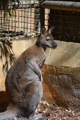 kangaroo in the zoo
