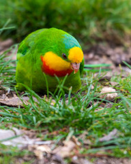 Barraband's Parrot Foraging on the Ground