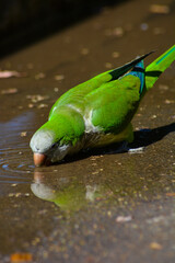 Green parrot 