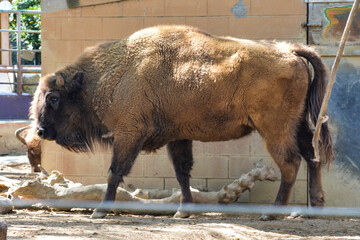 american bison in park