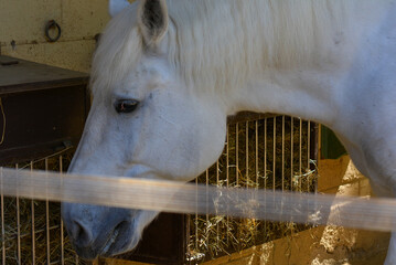 white horse in the stable