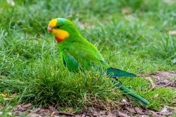 Barraband's Parrot Foraging on the Ground
