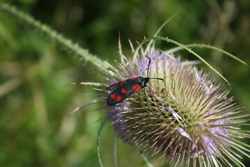 Six-spot burnet on thisle (Sechsfleck-Widderchen)