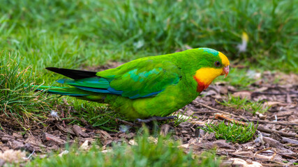 Barraband's Parrot Foraging on the Ground