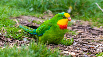 Barraband's Parrot Foraging on the Ground