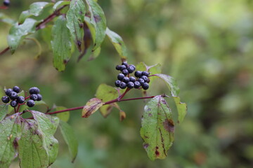 Cornus sanguinea. Bush in autumn with berries