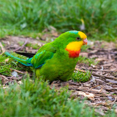 Barraband's Parrot Foraging on the Ground