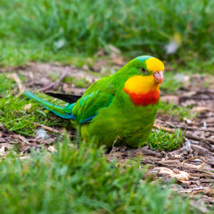 Barraband's Parrot Foraging on the Ground