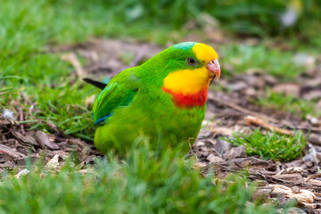 Barraband's Parrot Foraging on the Ground
