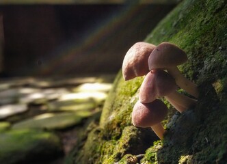 mushroom in the forest