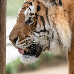 Gorgeous Bengal Tiger Close Up Side Profile
