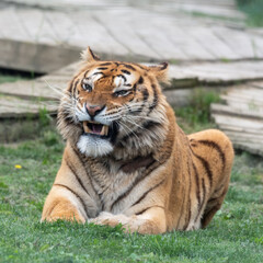 Fototapeta na wymiar Gorgeous Bengal Tiger Resting on Grass and Showing its Teeth