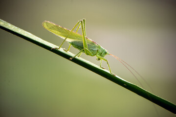 a green grasshopper in dew on a blade of grass in the early morning