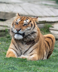Gorgeous Bengal Tiger Resting on Grass