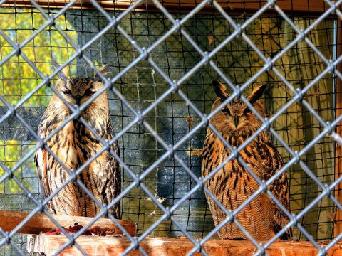 cage sova